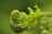 Photo of Fern Leaf Unwinding In Nature